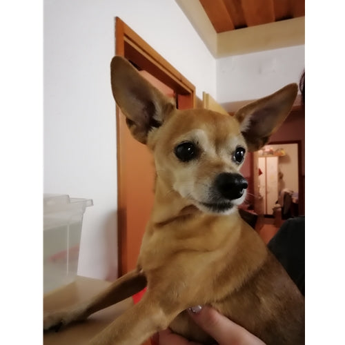 Mr.Pet spletna trgovina