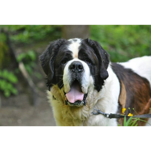 Mr.Pet spletna trgovina
