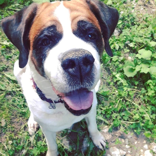 Mr.Pet spletna trgovina