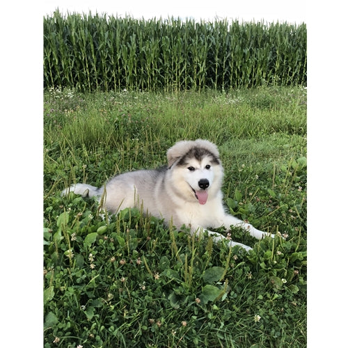 Mr.Pet spletna trgovina