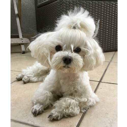 Mr.Pet spletna trgovina