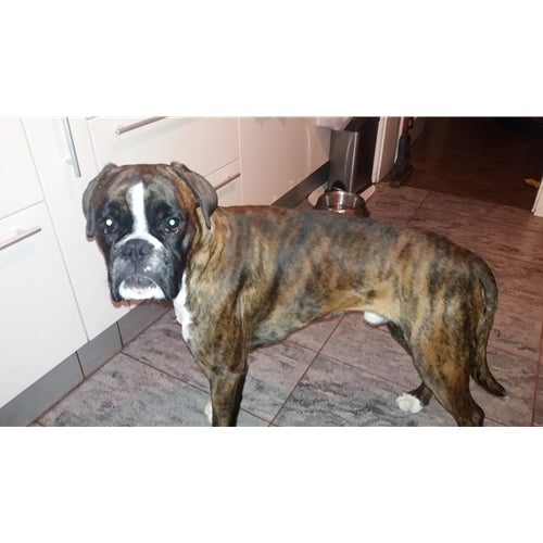 Mr.Pet spletna trgovina