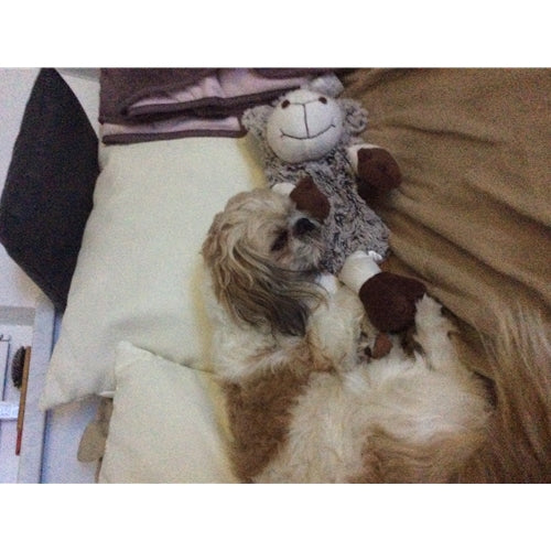 Mr.Pet spletna trgovina