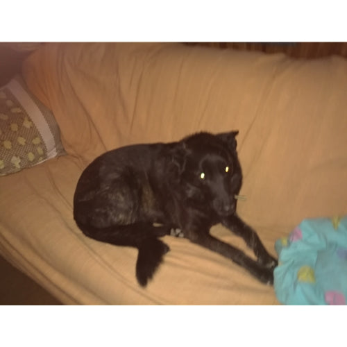 Mr.Pet spletna trgovina