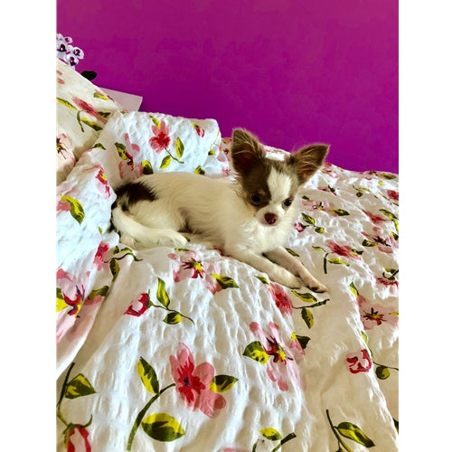 Mr.Pet spletna trgovina