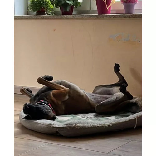 Spletna trgovina Mr.Pet