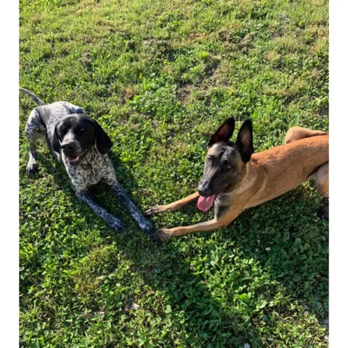 Spletna trgovina Mr.Pet