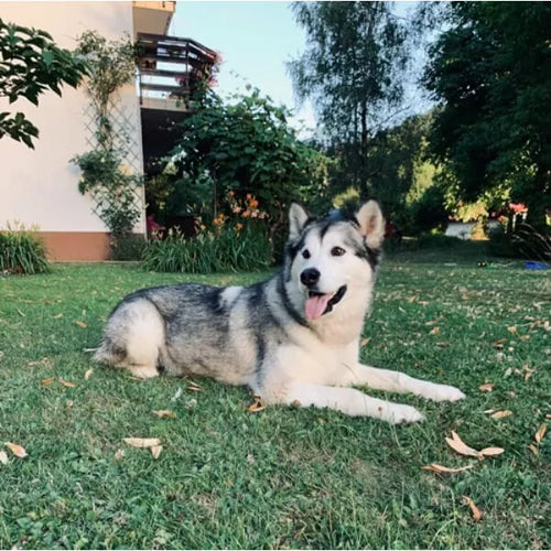 Spletna trgovina Mr.Pet