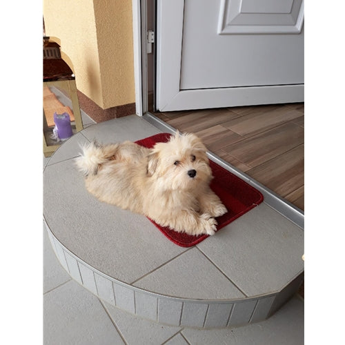 Mr.Pet spletna trgovina