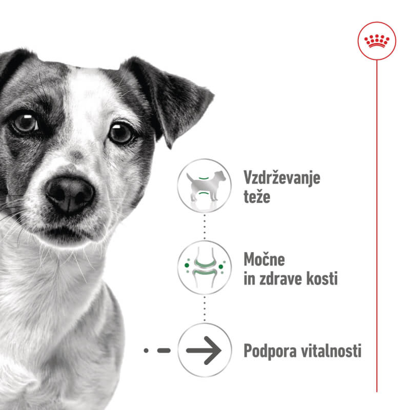 Royal Canin Mini Ageing (3)
