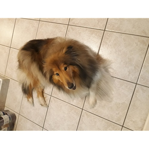 Mr.Pet spletna trgovina