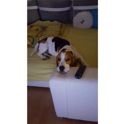 Mr.Pet spletna trgovina