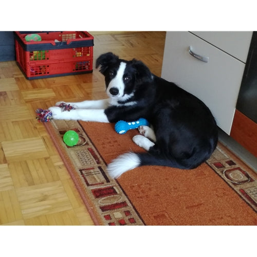 Mr.Pet spletna trgovina