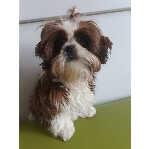Mr.Pet spletna trgovina