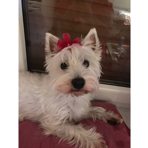 Mr.Pet spletna trgovina