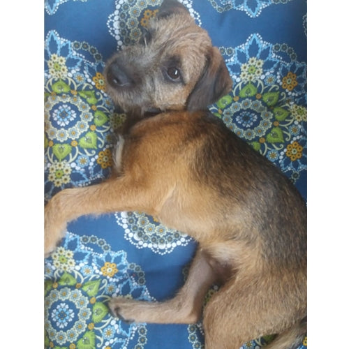 Mr.Pet spletna trgovina