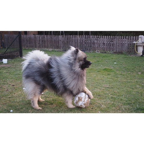 Mr.Pet spletna trgovina