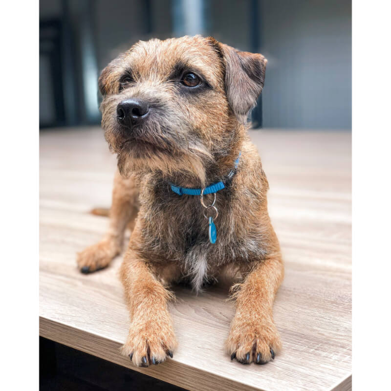 My Family identifikacijski obesek aluminij, mali krog - GRAVIRANJE GRATIS! (5)