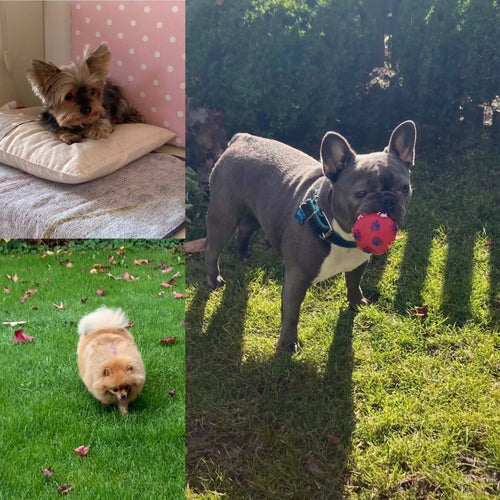 Spletna trgovina Mr.Pet