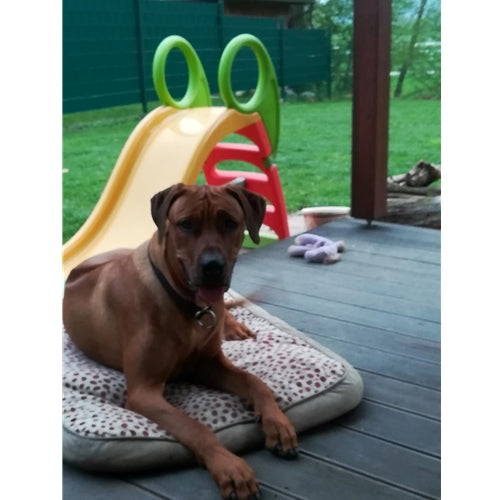 Mr.Pet spletna trgovina
