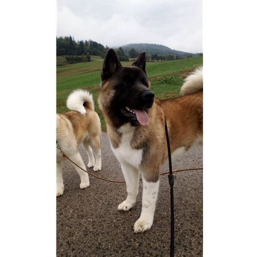 Mr.Pet spletna trgovina