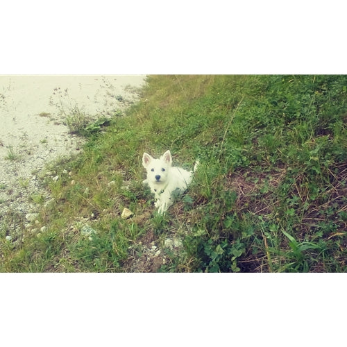 Mr.Pet spletna trgovina