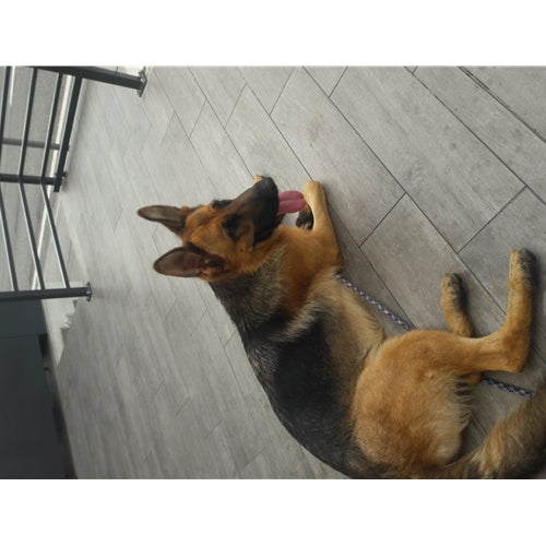 Mr.Pet spletna trgovina
