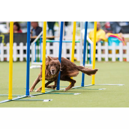 Spletna trgovina Mr.Pet