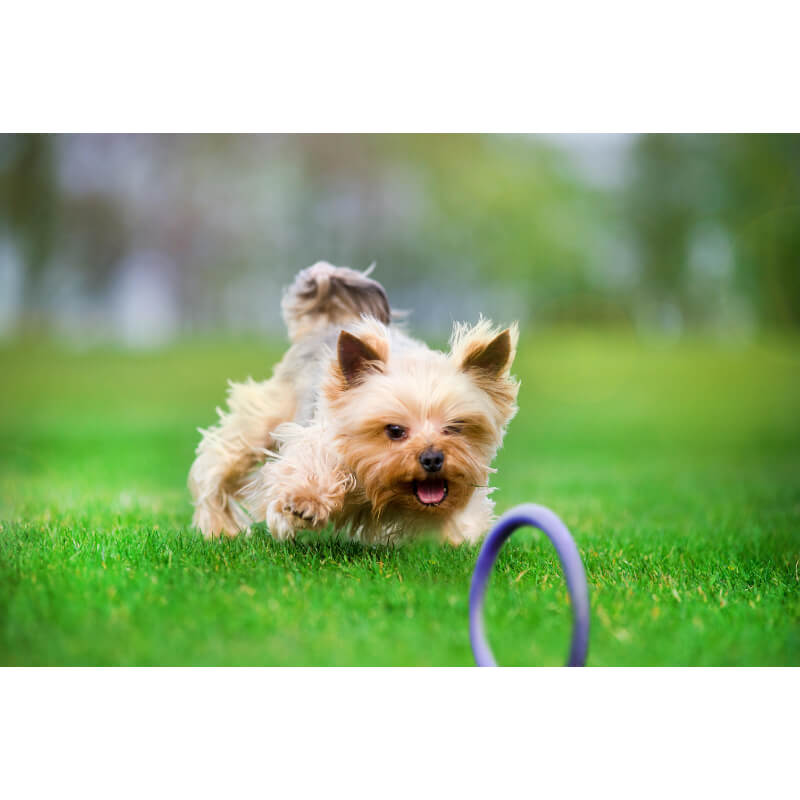 Puller igrača Micro, 2 kom - fi 12,5 cm (2)