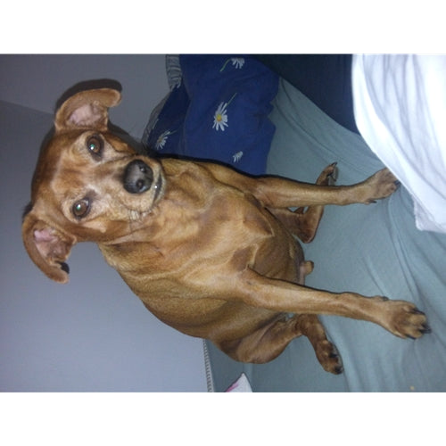 Mr.Pet spletna trgovina