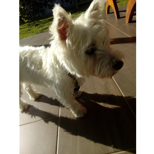 Mr.Pet spletna trgovina