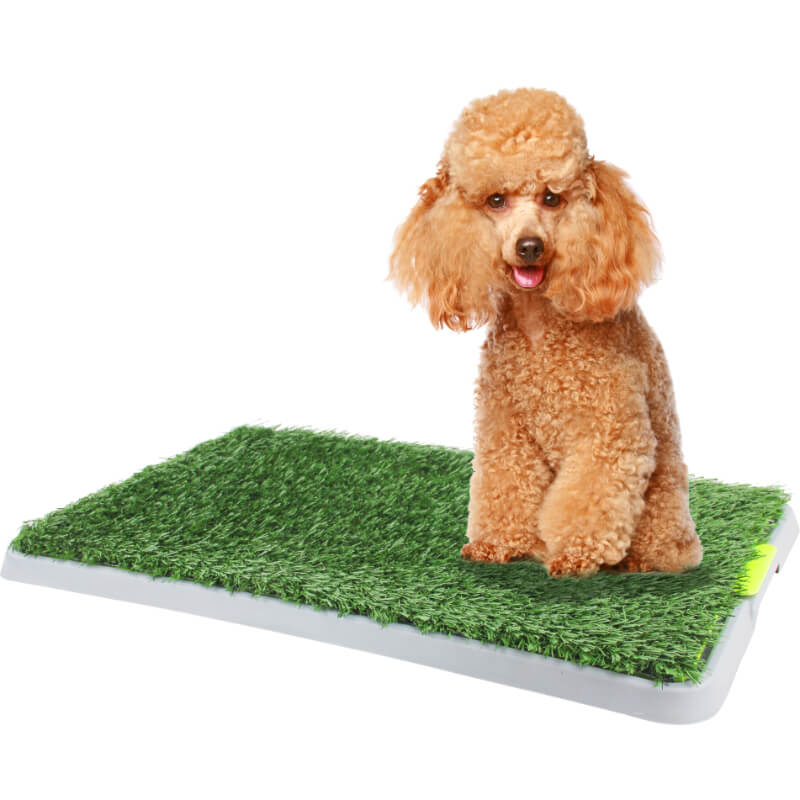 Pawise Green Trainer komplet za učenje sobne čistoče - 43 x 67 cm