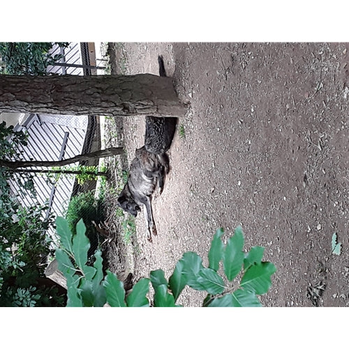 Mr.Pet spletna trgovina