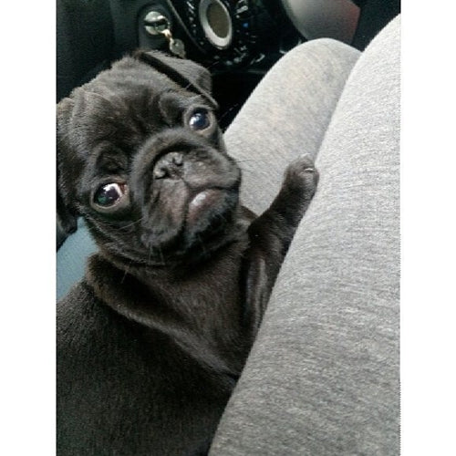 Mr.Pet spletna trgovina
