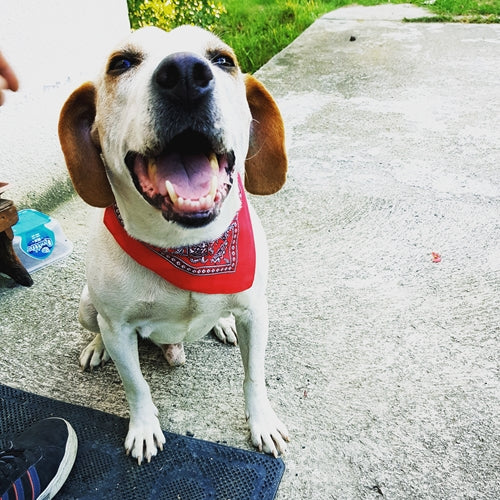 Spletna trgovina Mr.Pet