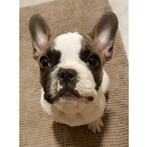 Mr.Pet spletna trgovina