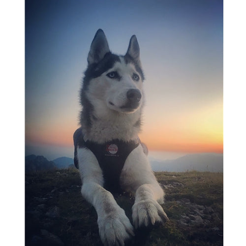 Mr.Pet spletna trgovina