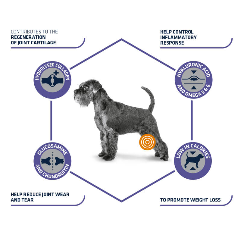 Advance veterinarska dieta Articular Care Light (2)