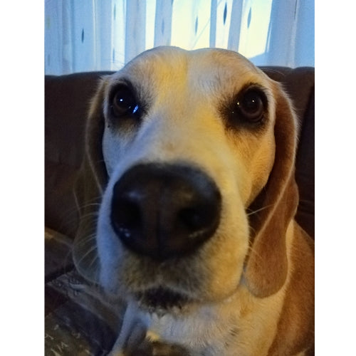Mr.Pet spletna trgovina
