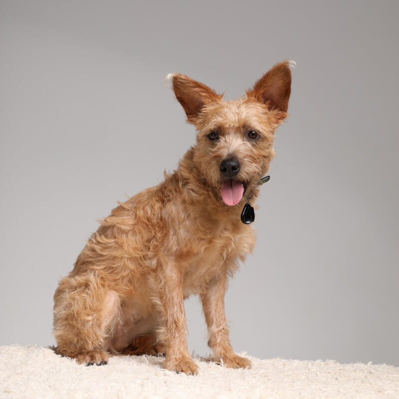 Tickless ultrazvočni repelent za živali Pet (5)