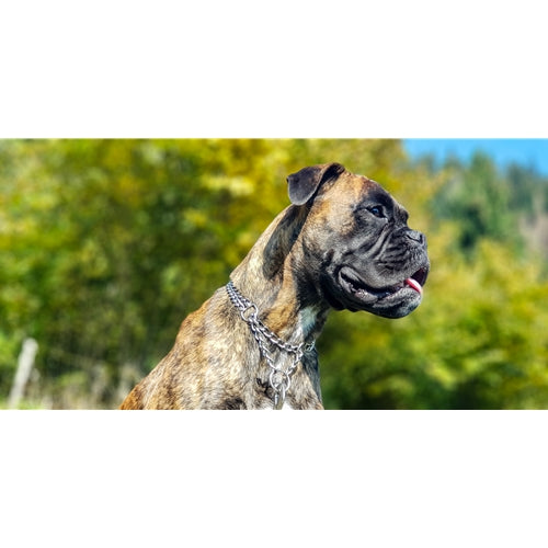 Mr.Pet spletna trgovina