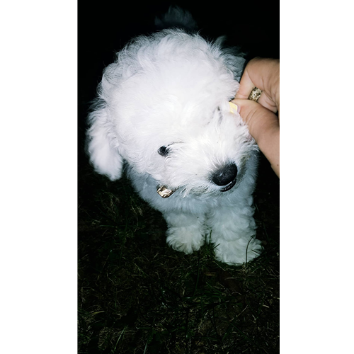 Mr.Pet spletna trgovina