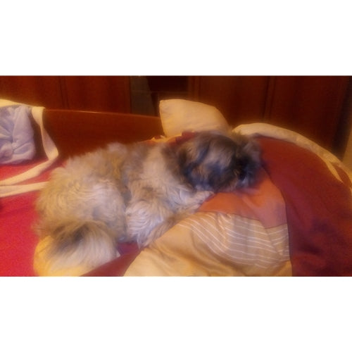 Mr.Pet spletna trgovina