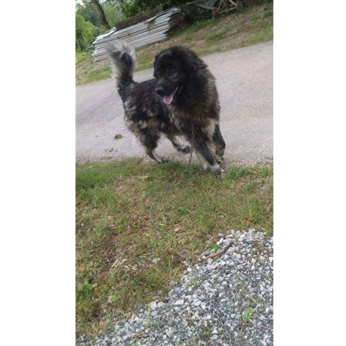 Mr.Pet spletna trgovina