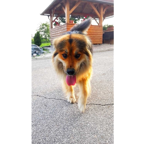 Mr.Pet spletna trgovina
