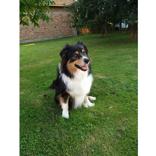 Mr.Pet spletna trgovina