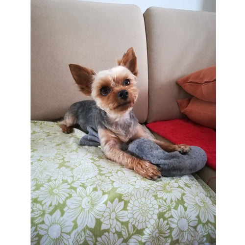 Mr.Pet spletna trgovina