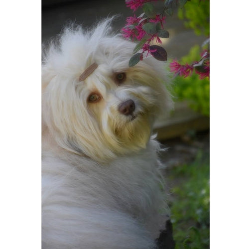 Mr.Pet spletna trgovina