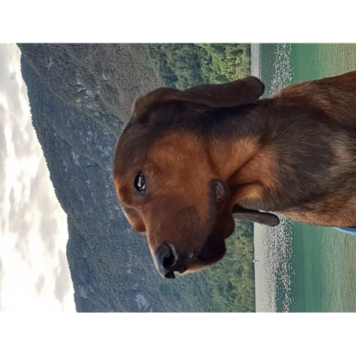 Mr.Pet spletna trgovina