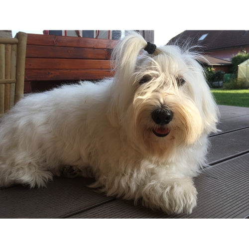 Mr.Pet spletna trgovina